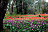 Araluen Tulips.pb.JPG