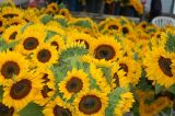 SUNFLOWERS!