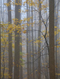 Shrouded forests