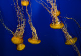 Jellyfish in motion