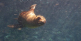 Galápagos Sea Lion - (Zalophus wollebaeki)