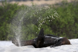 Galápagos Sea Lion - (Zalophus wollebaeki)