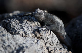 Marine Iguana - Amblyrhynchus cristatus ssp. hassi