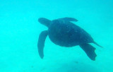 Galápagos Green Turtle (Chelonia mydas agassisi)