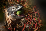 Galapagos Land Iguana (Conolophus subcristatus) 