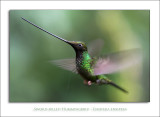 Sword-billed Hummingbird - Ensifera ensifera