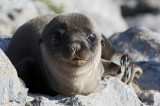 Galápagos Sea Lion - (Zalophus wollebaeki)