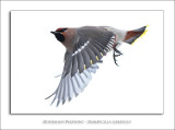 Bohemian Waxwing - Bombycilla garrulus