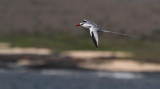 Red-billed Tropicbird - Phaethon aethereus ssp. mesonauta