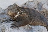 Hybrid iguana