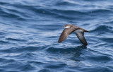 Galapagos Shearwater (Puffinus subalaris)