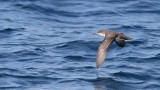 Galapagos Shearwater (Puffinus subalaris)