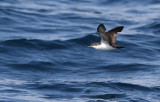 Galapagos Shearwater (Puffinus subalaris)