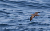 Galapagos Shearwater (Puffinus subalaris)