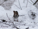 Fox Sparrow, Rävsparv, Passerella illaca