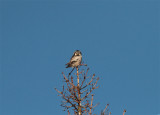 Northern Hawk Owl, Hökuggla, Surnia ulula