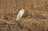 Great Egret, Ägretthäger, Ardea alba