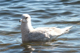 Iceland Gull, Vitvingad trut, Larus glaucoides