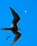 Magnificent Frigate Birds