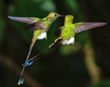 Booted Racket-Tails