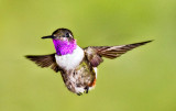Purple Throated Woodstar