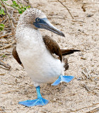 Blue Footed Booby