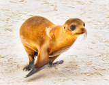 Sea Lion in Flight