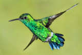 Western Emerald