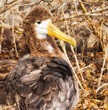 Waved Albatros Chick