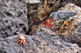 Sally Lightfoot meets Lava Heron