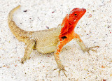 Espaola Lava Lizard  (Microlophus delanonis) Female