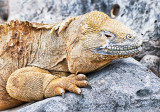 Land Iguana  (Conolophus subcristatus)