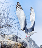 Swallow-tailed Gull (Creagrus furcatus)