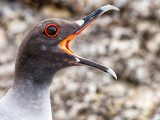 Swallow-tailed Gull (Creagrus furcatus)