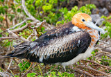 Magnificent Frigate Bird (Juvenile)