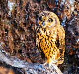 Short-eared Owl (Asio flammeus galapagoensis)