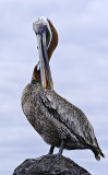 Brown Pelican (Pelecanus occidentalis)