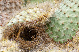 Cactus Finch Nest