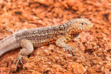 Lava Lizard