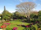Bougainvillea gardens