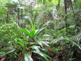 Braulio Forest