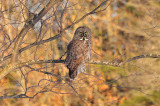 Great gray owl March 1 2013g.jpg