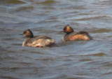 Eared grebes Brown Co 24 April 2013a