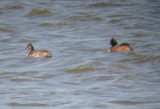 Eared grebes Brown Co 24 April 2013b