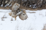 great horned owl 1.jpg