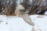 great horned owl 2.jpg