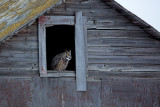 great horned owl 4.jpg