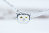 snowy owl 16.jpg