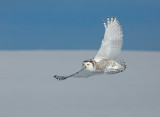 snowy owl 1.jpg