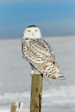 snowy owl 4.jpg